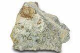 Fossil Sauropod Dinosaur Rib Bone Section - Utah #378458-1